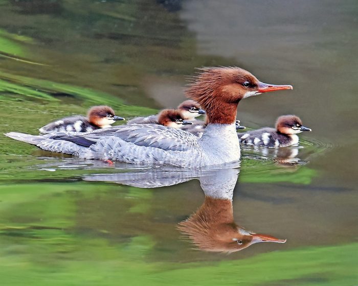 A female common merganser takes a swim with her ducklings.