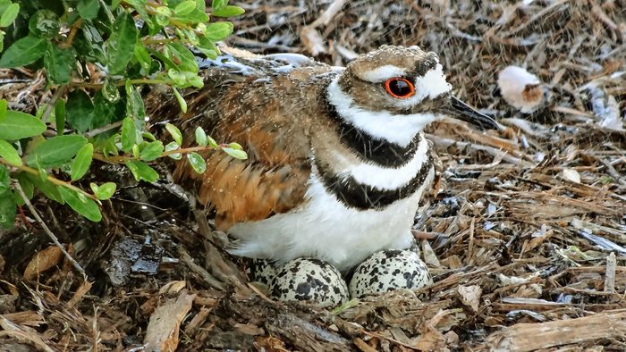 A female killdeer sits on her nest on the ground as it rains.