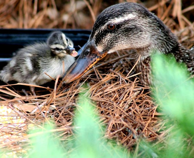 A female mallard sits in her nest with a duckling.