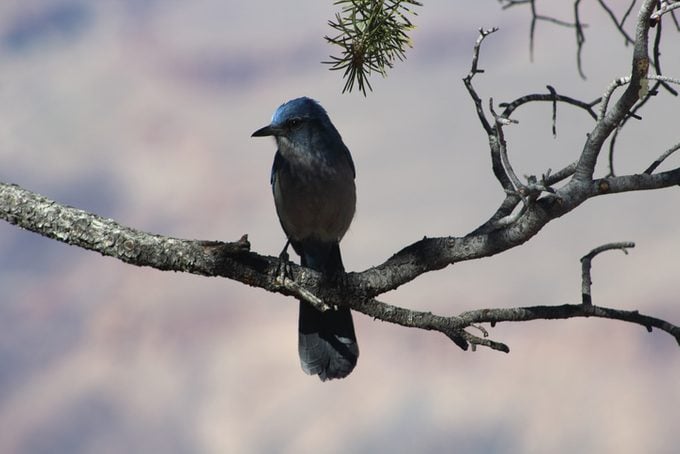 A pinion jay perched on a branch above the Southern Rim of the Grand Canyon National Park