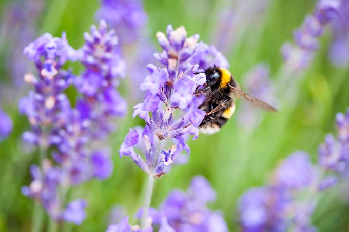A bumblebee on a lavender plant.