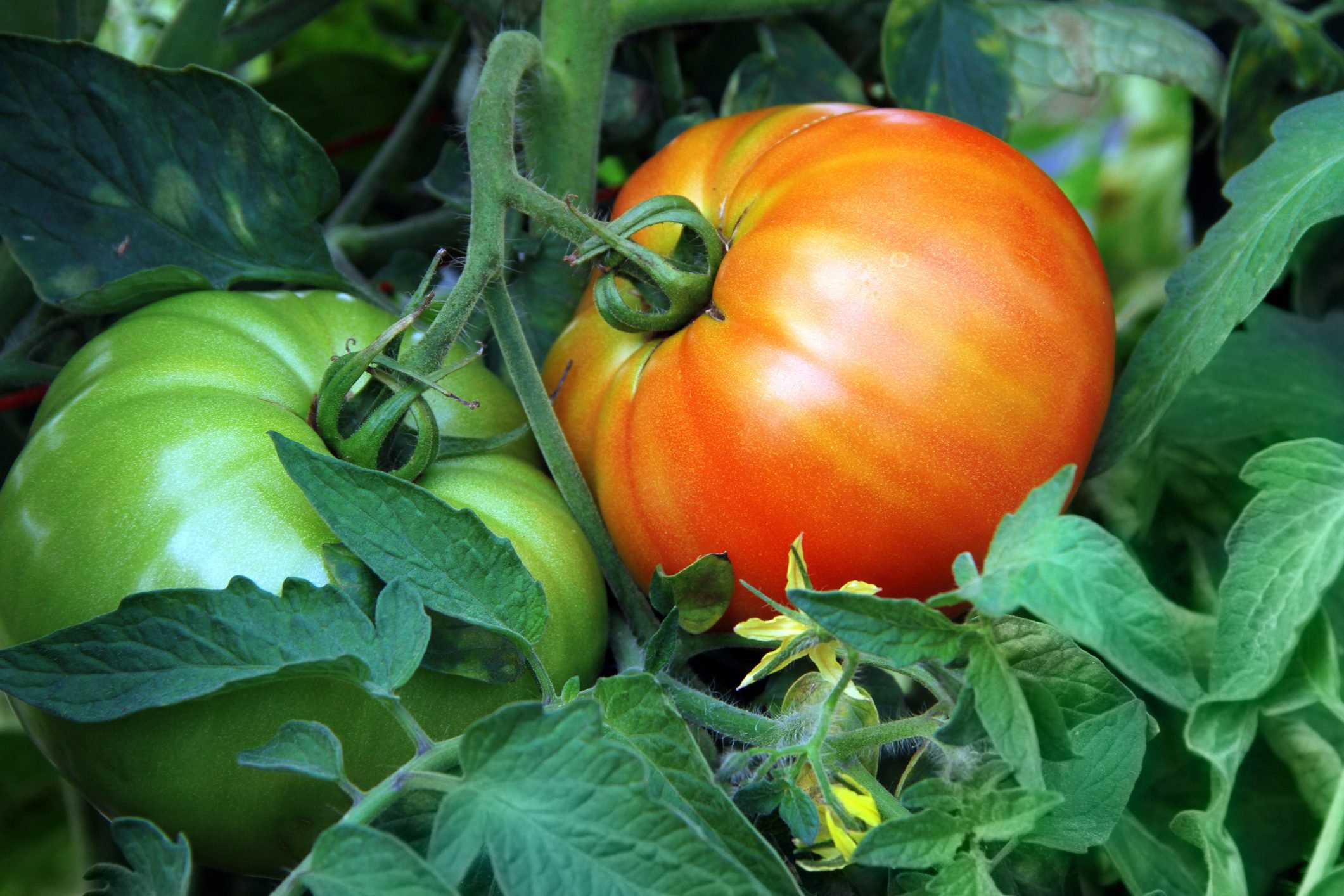 Growing Delicious Tomatoes at Home - Tips from Tomatoville to Help You Succeed.