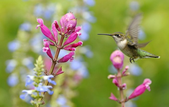Hummingbird Approaches Flower