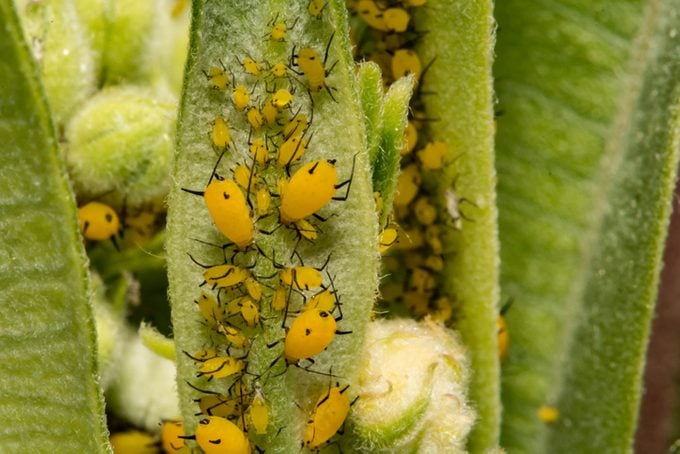 Oleander Aphid (Aphis nerii)