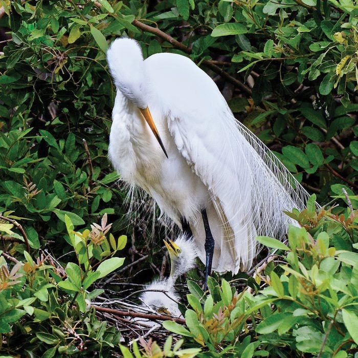 A great egret looks down at a young chick in the nest.