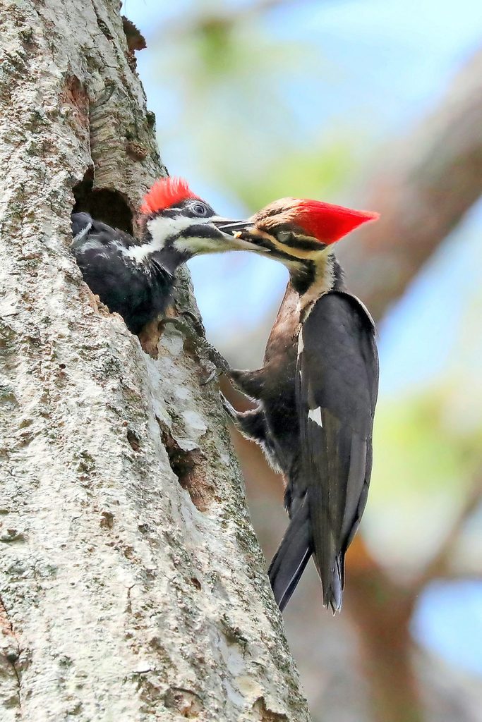 A young pileated woodpecker sticks its head out of the nest to be fed.