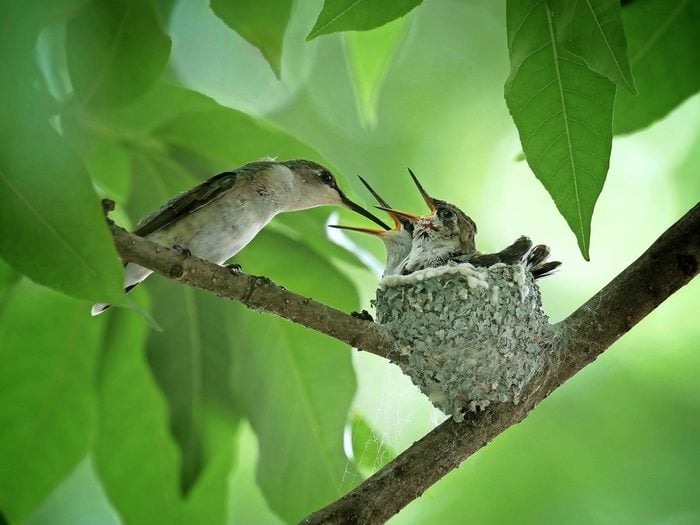 Two ruby-throated hummingbird chicks sitting in a nest waiting for their mom to feed them.