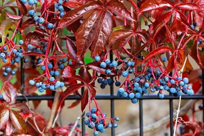 vining plants, Virginia creeper sports blue fruit that birds love.