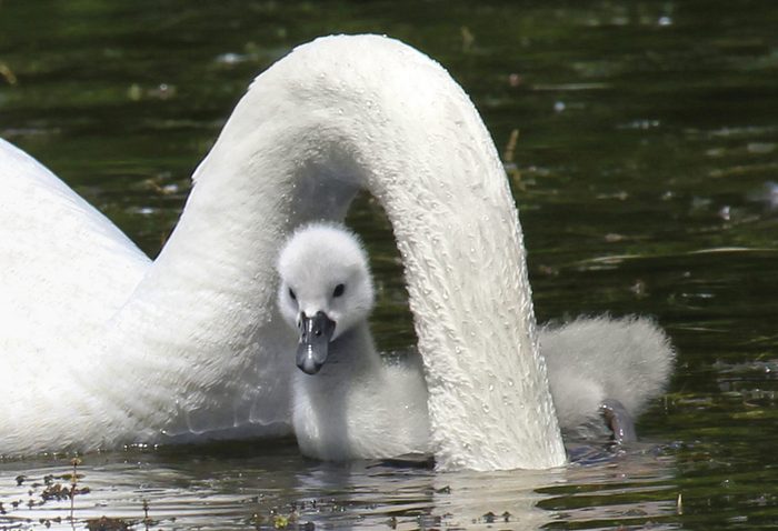 A baby swan swims under its parent's neck as the adult sticks its head in the water.
