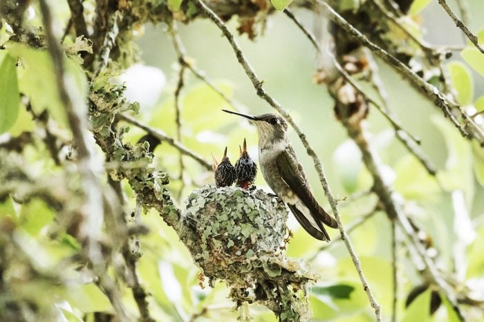 A family of black-chinned hummingbirds sits at their moss-covered nest.