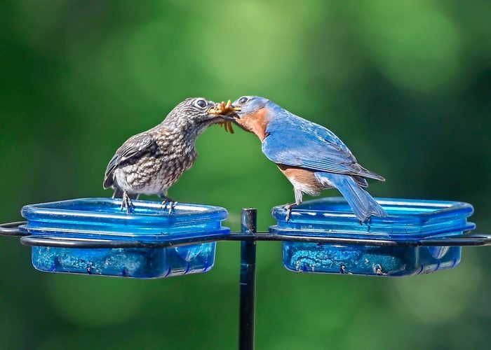 feeding birds in summer, An eastern bluebird feeds its offspring a bunch of mealworms.