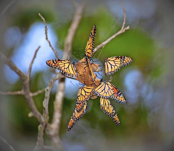 A group of monarch butterflies perch on a dried leaf in a star formation.