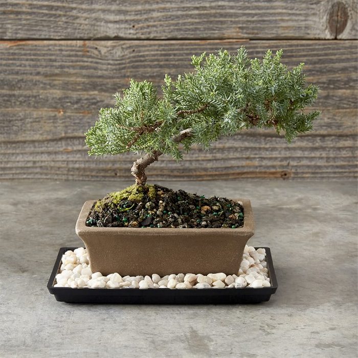 dwarf juniper bonsai, gardening gifts for dad
