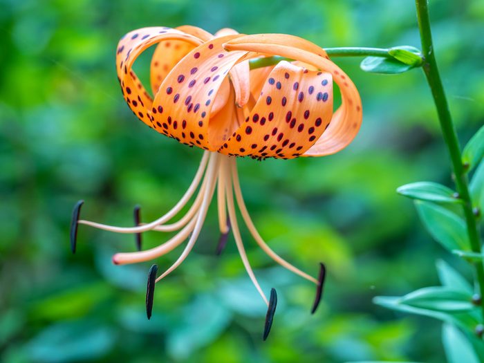 A Columbia lily flower with bright orange petals and brown spots.