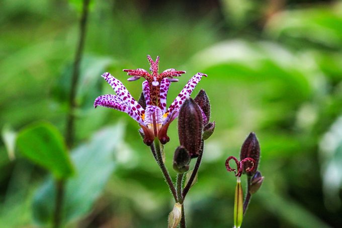 A spotted purple toad lily in full bloom in summer.
