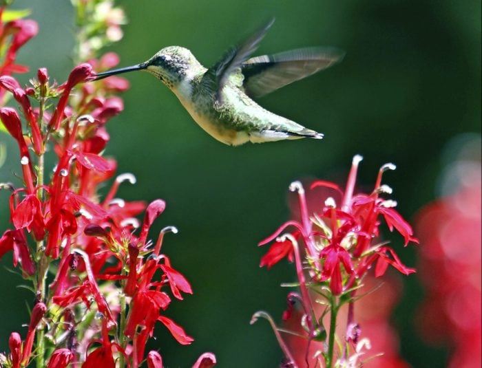 A ruby-throated hummingbird hovers over a cardinal flower, sipping its nectar.