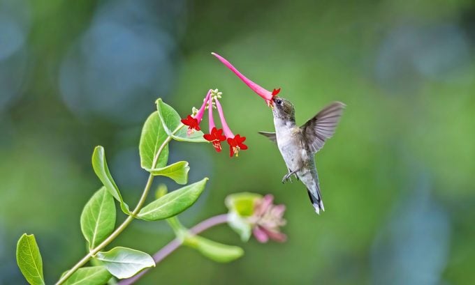 A ruby-throated hummingbird flying around with a trumpet honeysuckle bloom on its beak.