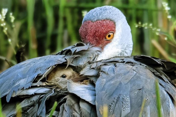 A newly hatched sandhill crane colt pokes its head out of its mother's feathers.