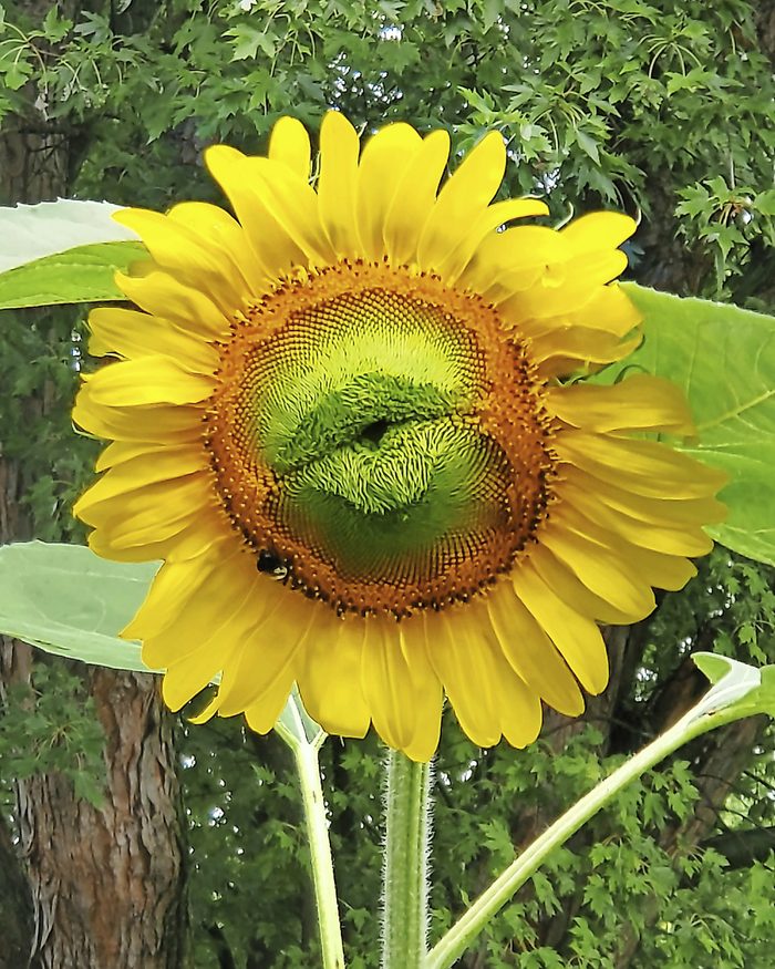 A sunflower with a mutation that looks like it has a mouth.