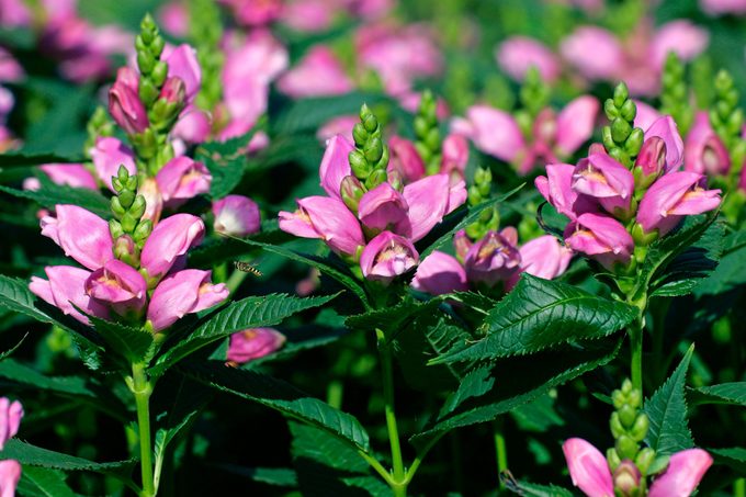 A group of pink turtlehead plants.