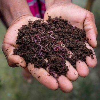 Vermicompost Gettyimages 1219389664