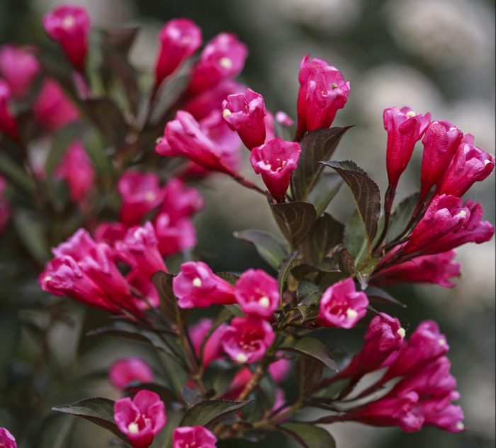Wine & Roses weigela has dark green leaves and rosy-pink blooms.