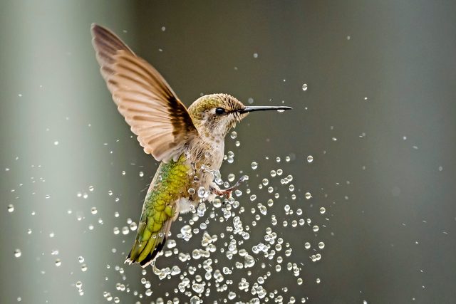 hummingbird mister