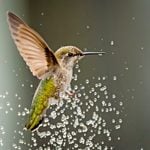 Make a DIY Hummingbird Mister Birdbath