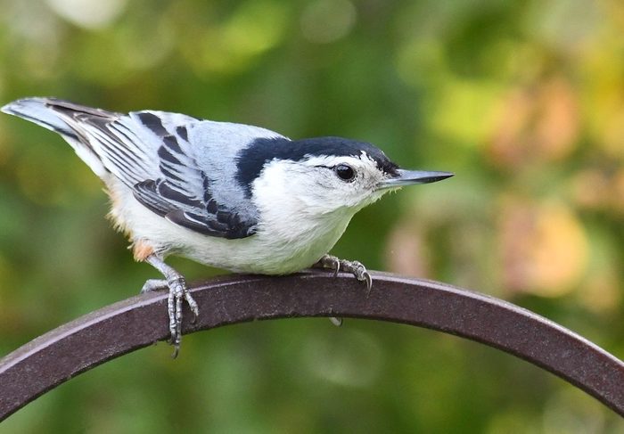 black and white birds, nuthatch