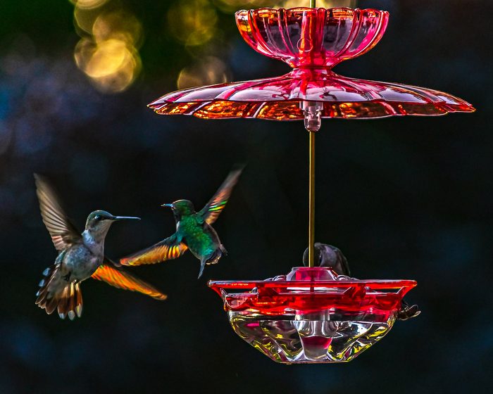 hummingbird migration facts