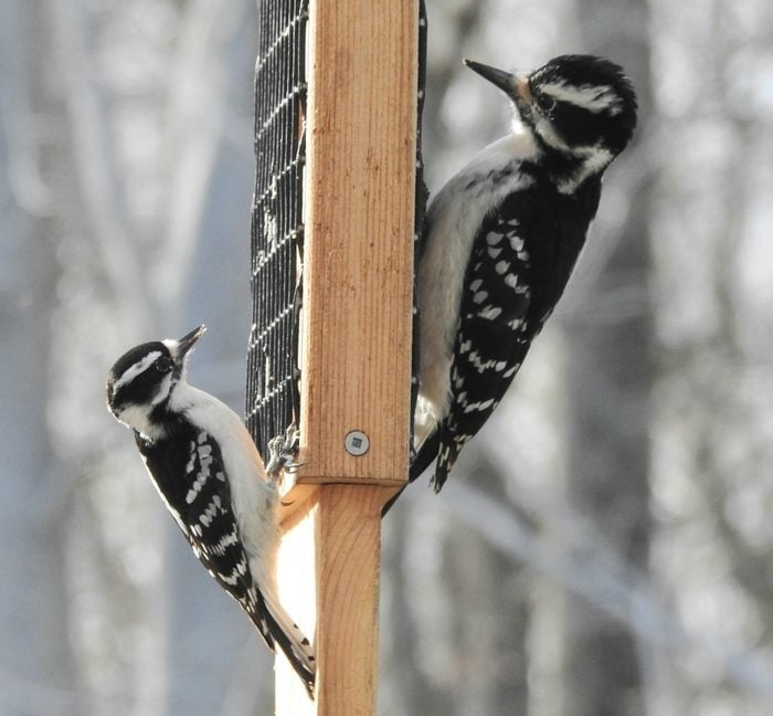black and white birds, woodpeckers
