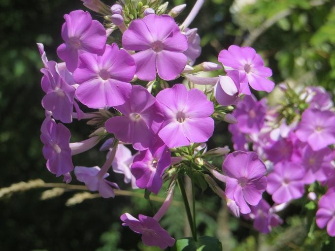 phlox, flowers that attract bees