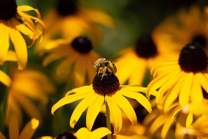 bee on black-eyed susan flowers