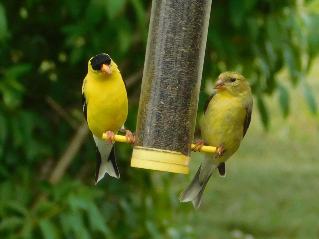 American Goldfinch: The Golden Bird - Birds and Blooms