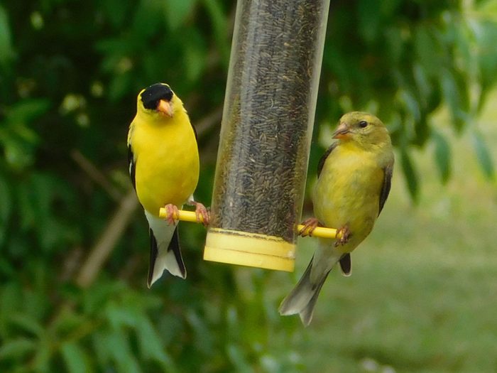 male and female American goldfinch