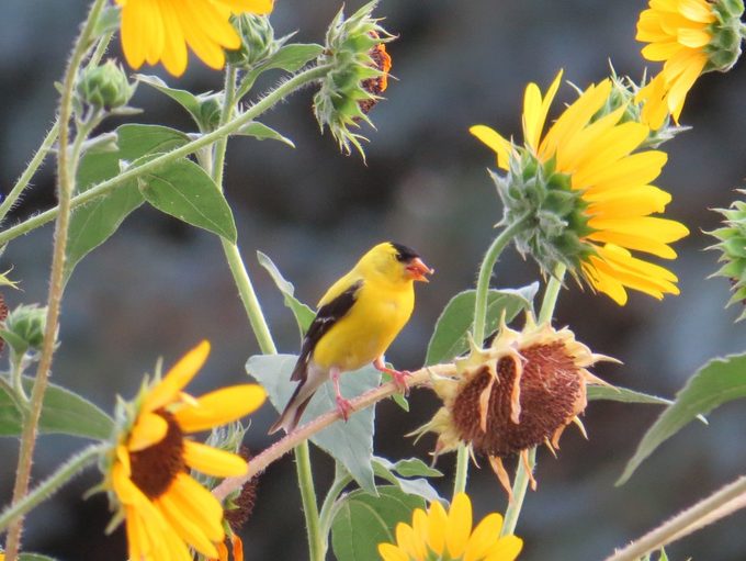goldfinch on sunflowers