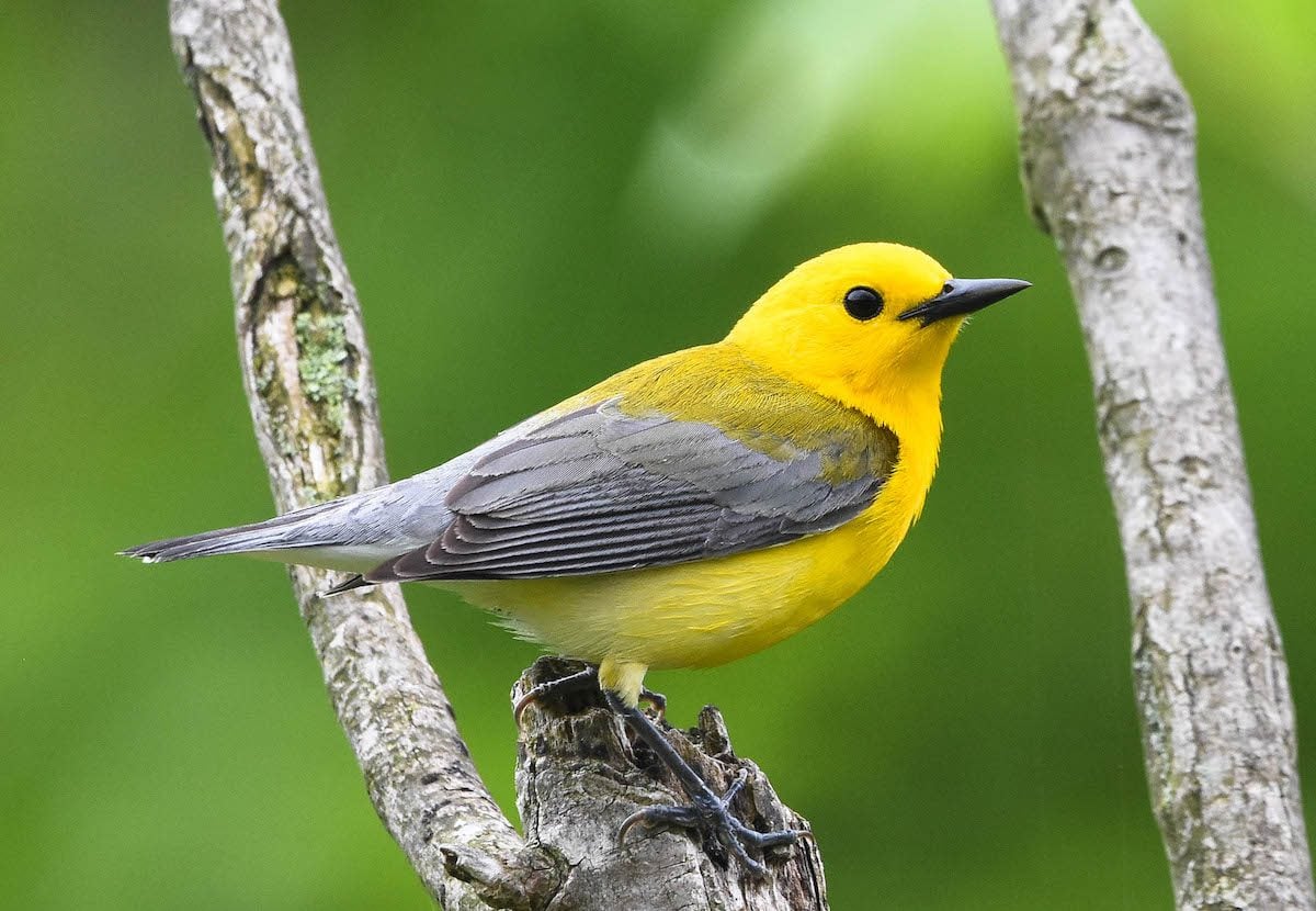 25 Small Yellow Birds You Should Know - Birds And Blooms