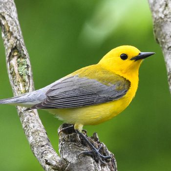prothonotary warbler, small yellow bird