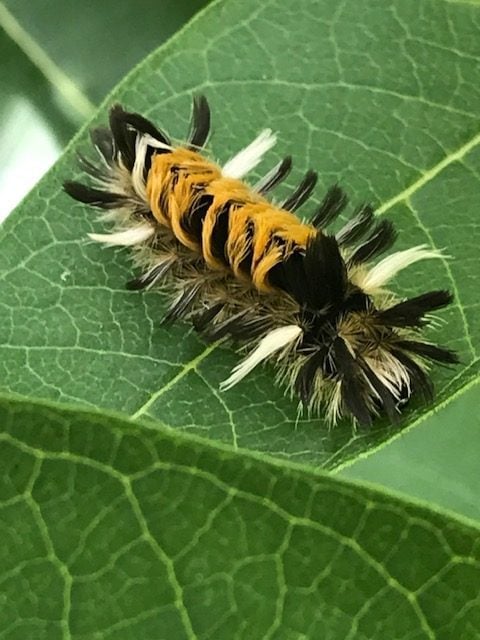 milkweed tussock caterpillar, moth vs butterfly