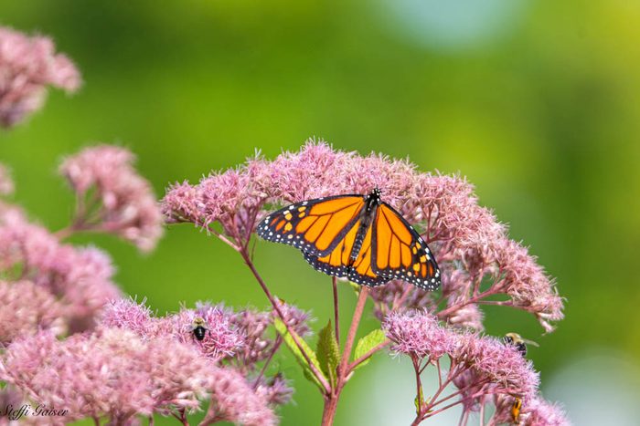 17 Best Flowers That Attract Bees - Birds and Blooms
