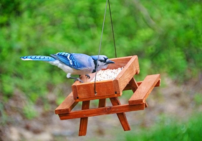 A Beautiful Bluejay Eating Seeds On A Wooden Picnic Table Bird Feeder
