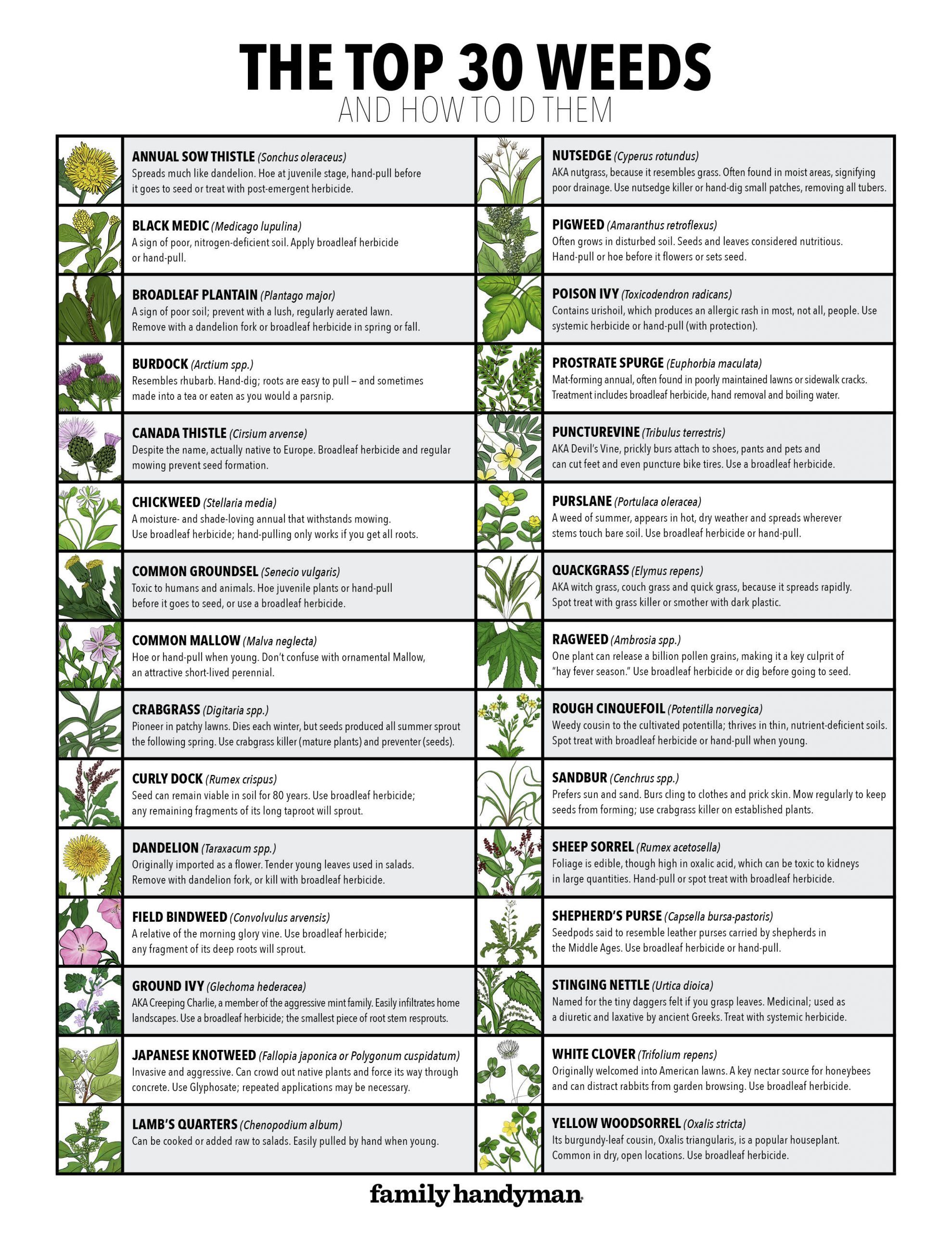 30-common-lawn-weeds-and-how-to-id-them-plus-free-downloadable-chart-birds-and-blooms