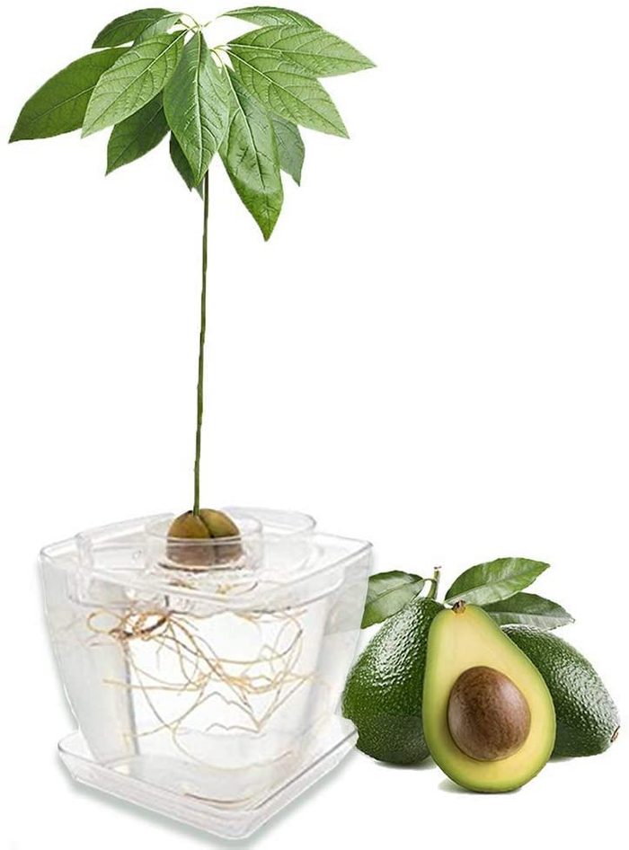 avocado tree kit 