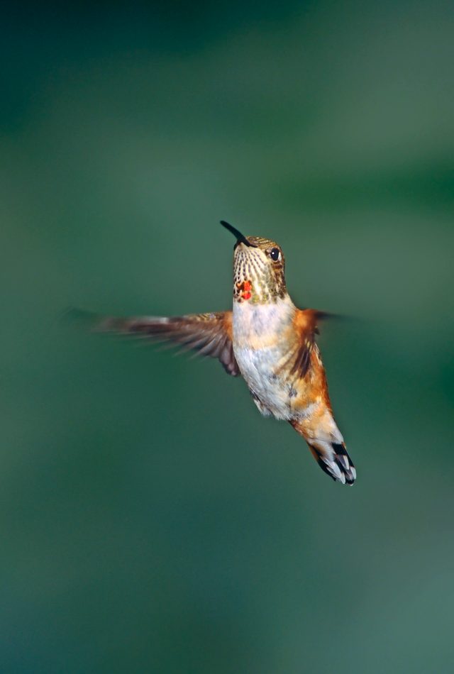 Allens Hummingbirds Selaphorus Sasin Are Diminutive Highly Active Migratory Songbirds Of The Western United States