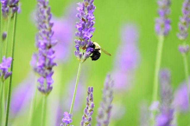 Honeybee Busy At Work On Native Ny Lavender