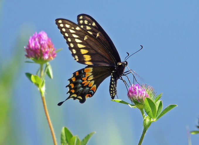 eastern black swallowtail