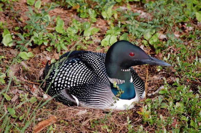 common loon, black and white birds