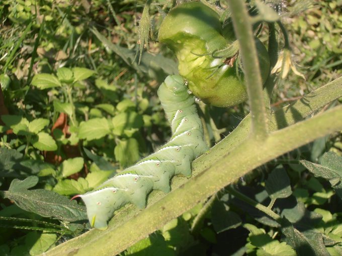 sphinx moth caterpillar