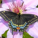 Attract Black Swallowtail Butterflies to Your Yard