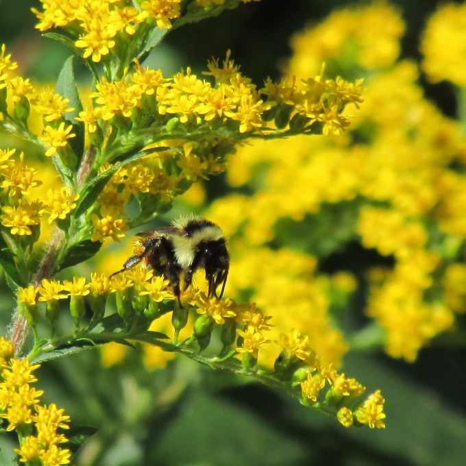 bee on goldenrod flowers